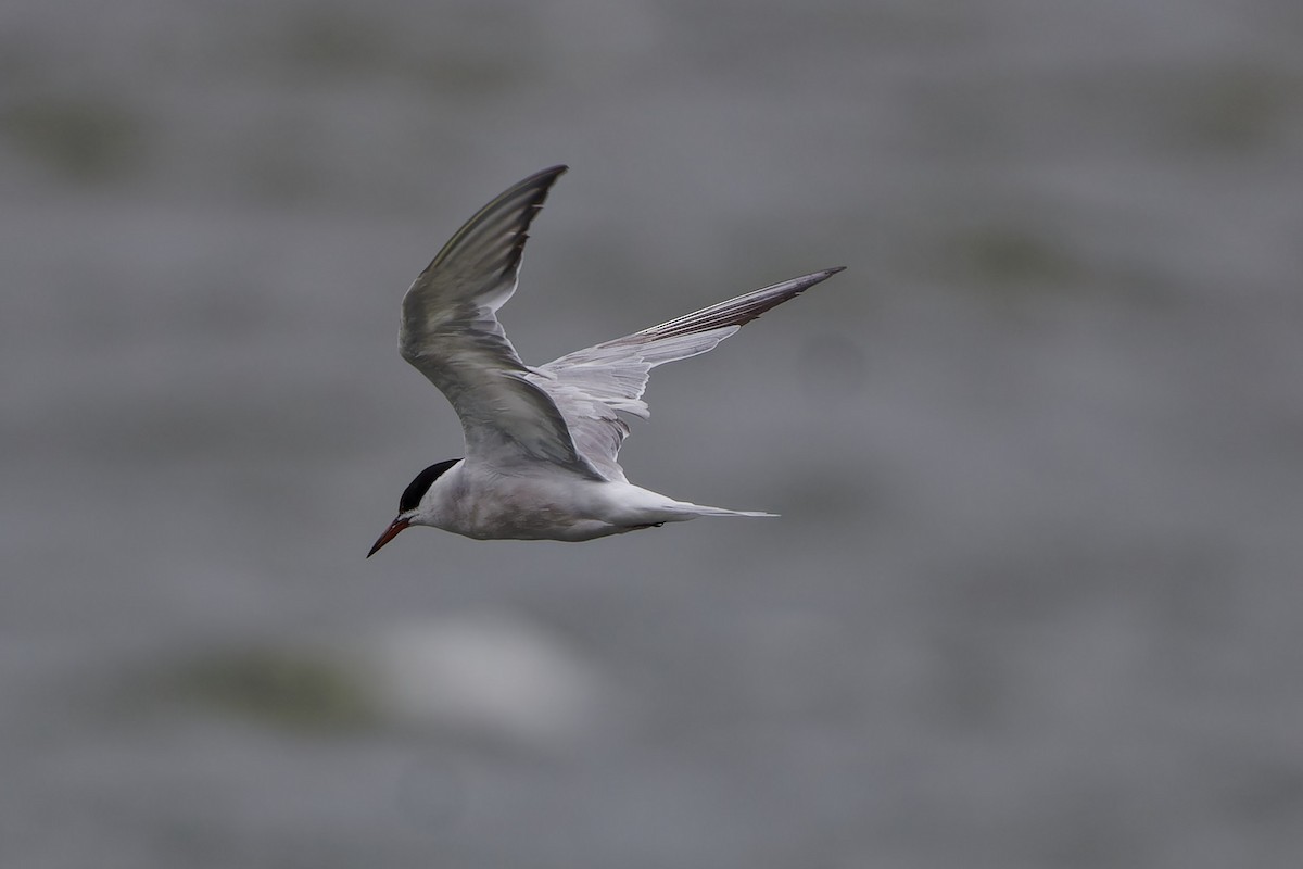 Common Tern - ML622447641