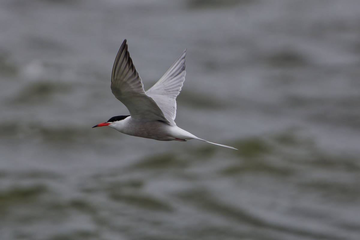 Common Tern - ML622447642