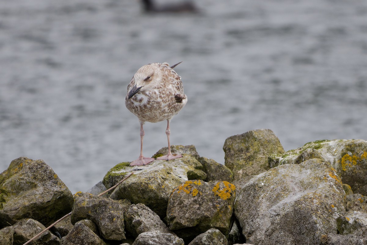 Caspian Gull - ML622447667