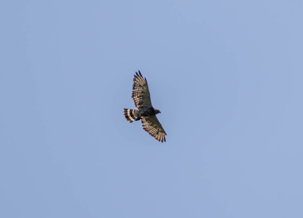 Broad-winged Hawk - ML622447682