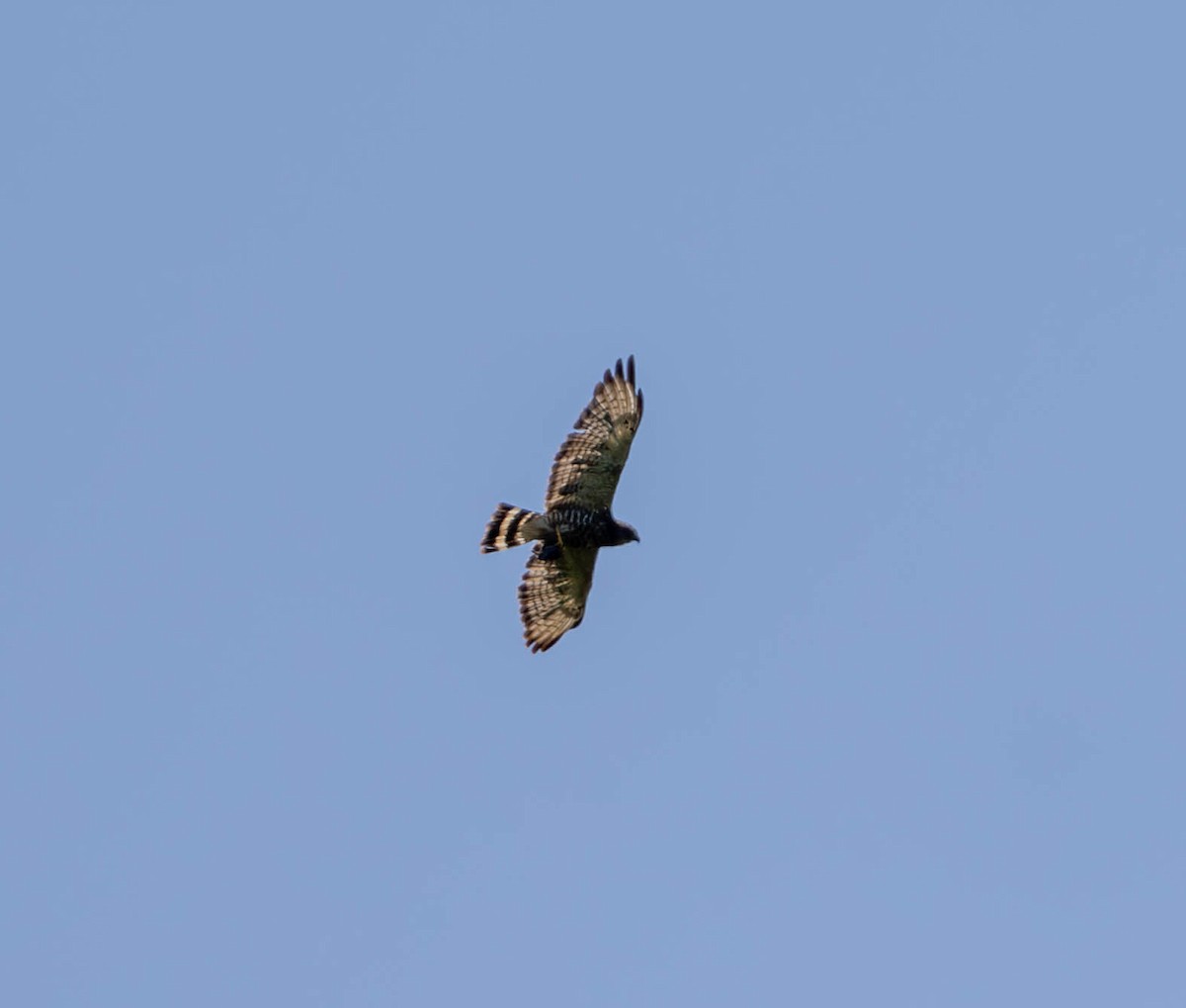 Broad-winged Hawk - ML622447683