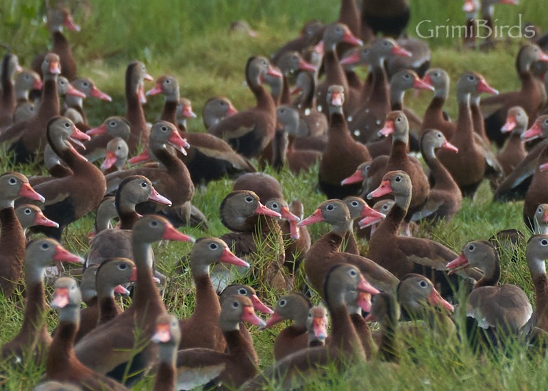 Black-bellied Whistling-Duck (fulgens) - ML622447731