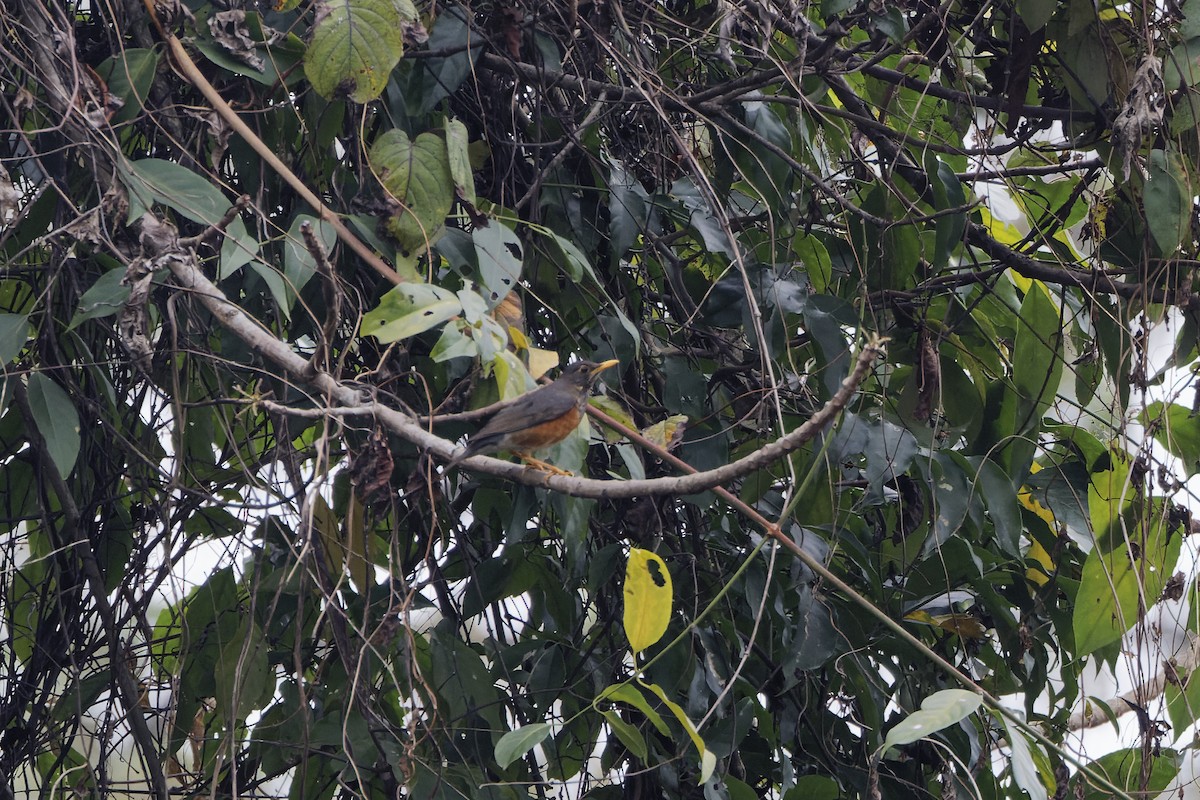 Black-breasted Thrush - ML622447756