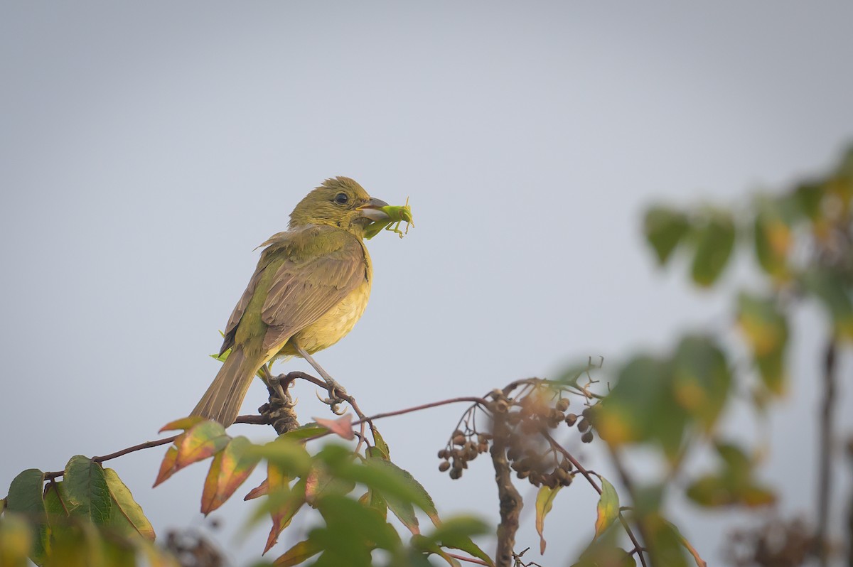 Painted Bunting - Graham Gerdeman