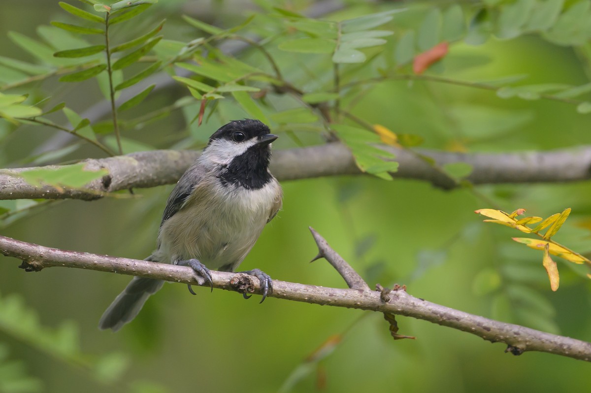 Mésange de Caroline - ML622447773