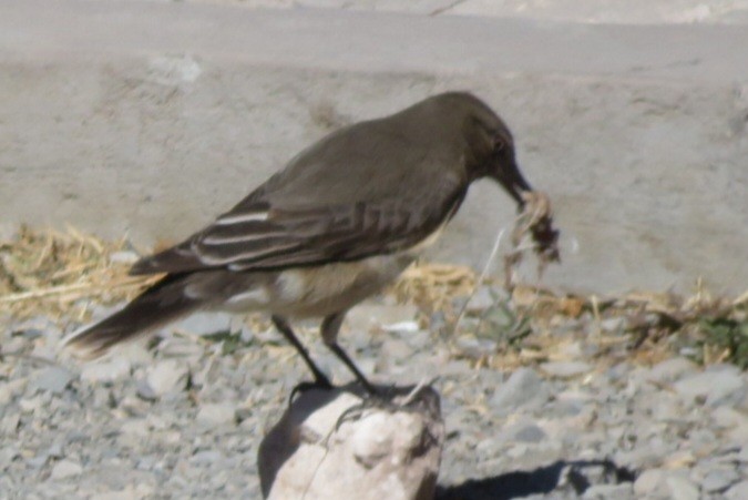 Black-billed Shrike-Tyrant - ML622447802