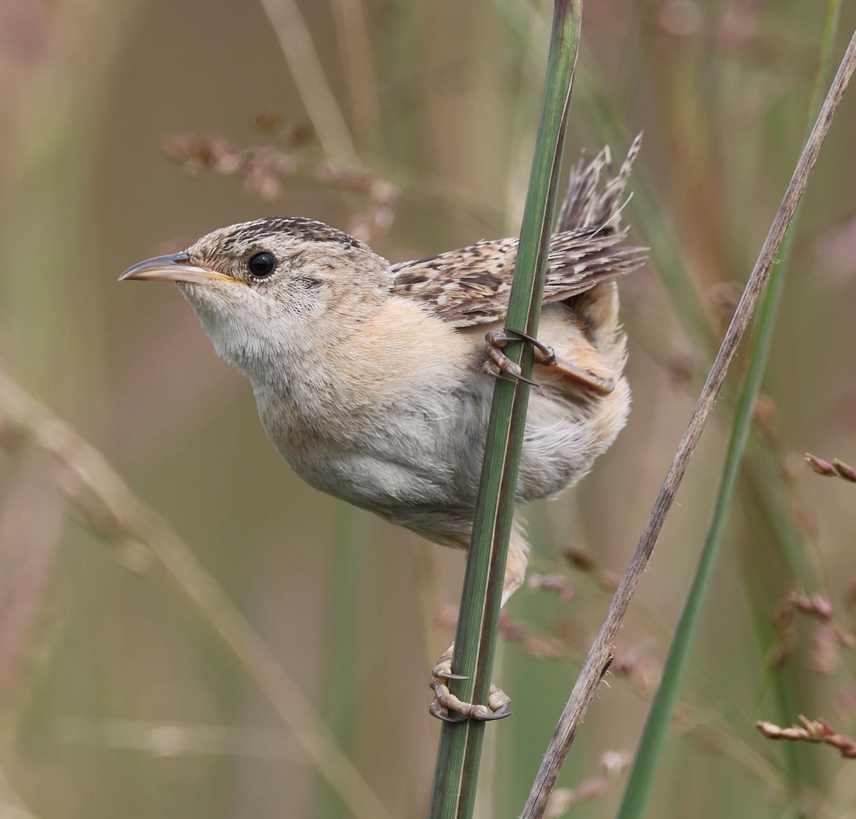 Sedge Wren - ML622447828