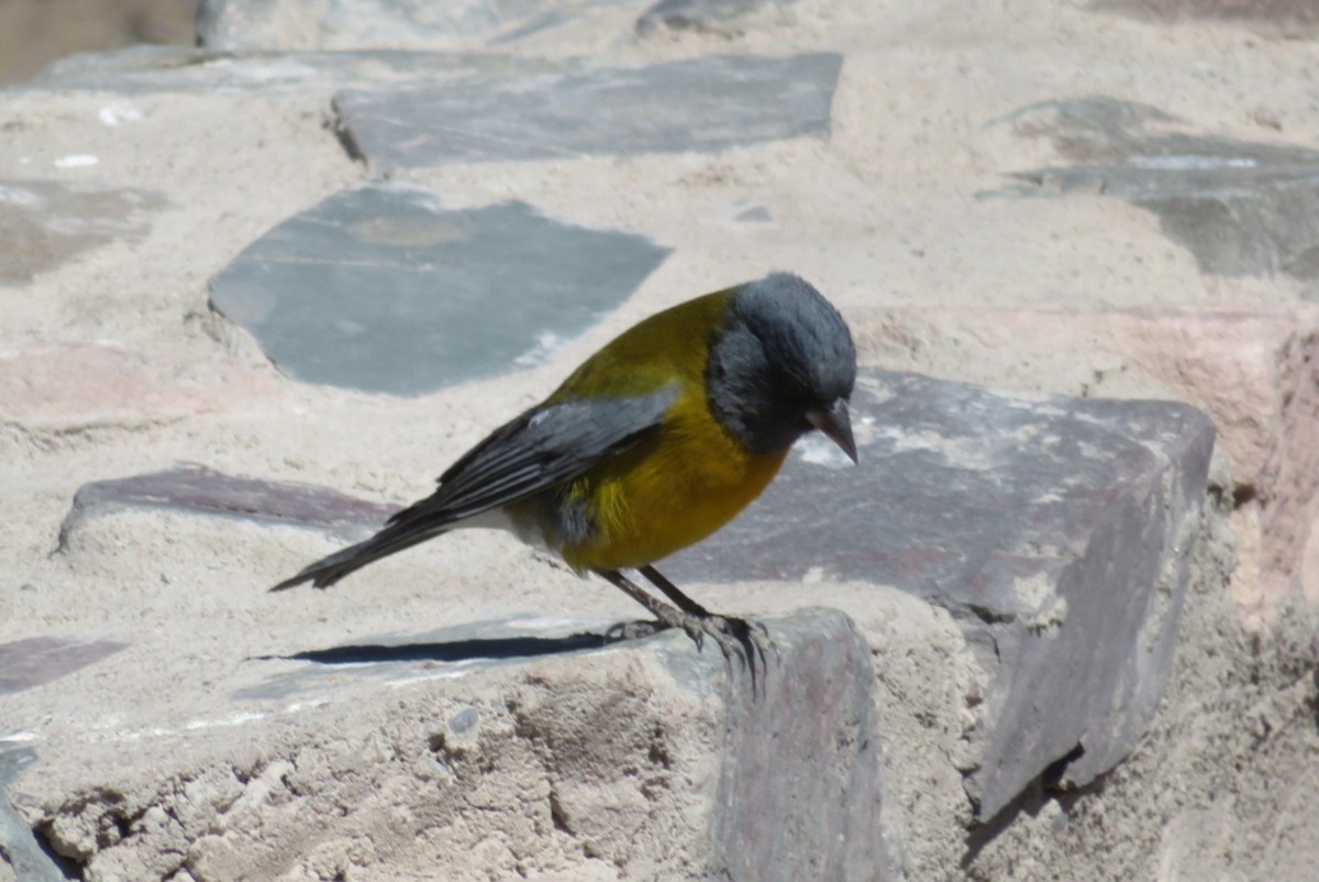 Gray-hooded Sierra Finch - ML622447837