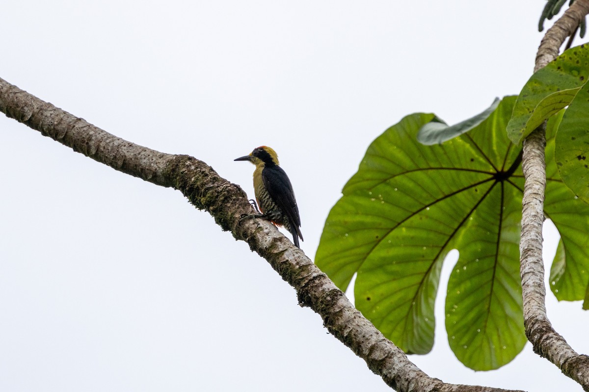 Golden-naped Woodpecker - ML622447857