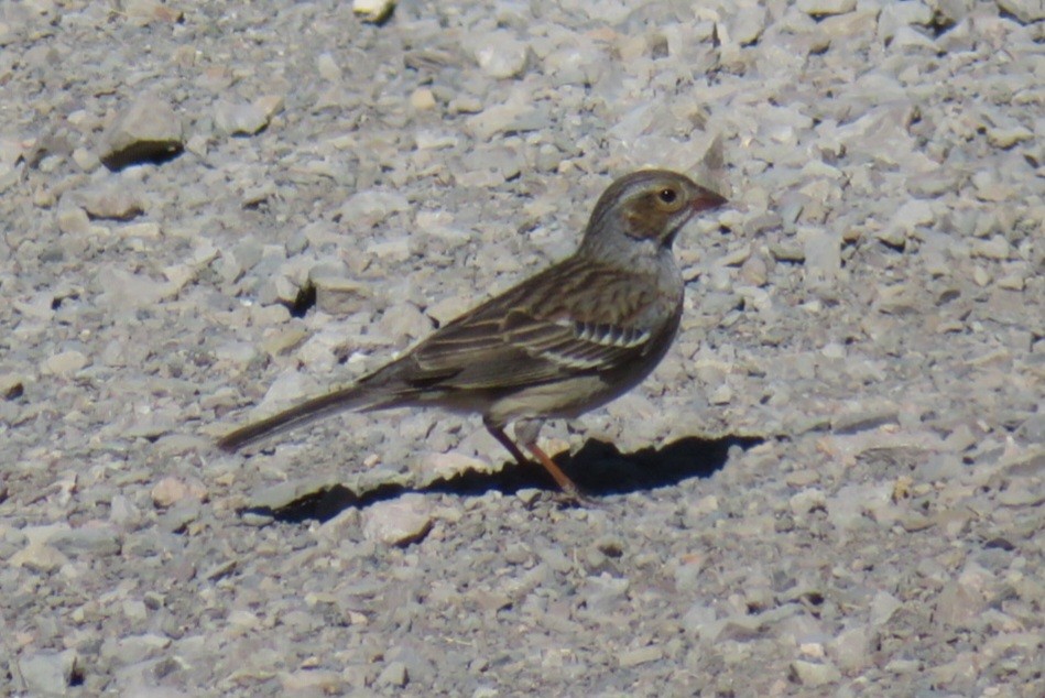 Mourning Sierra Finch - ML622447858