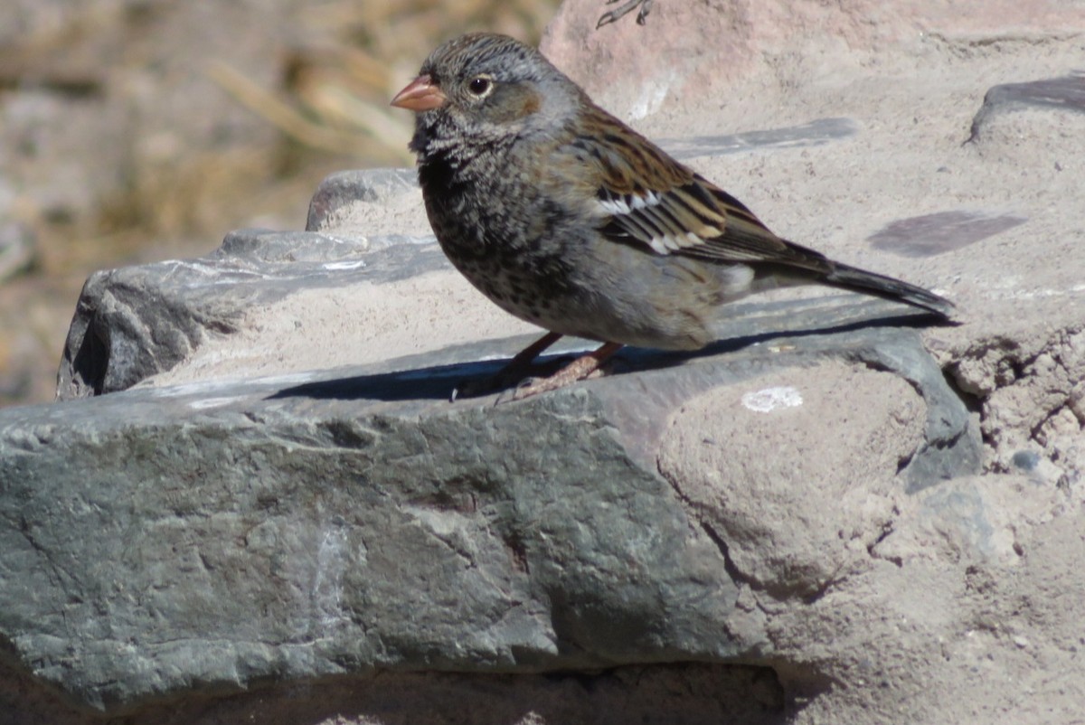 Mourning Sierra Finch - Scott Hill