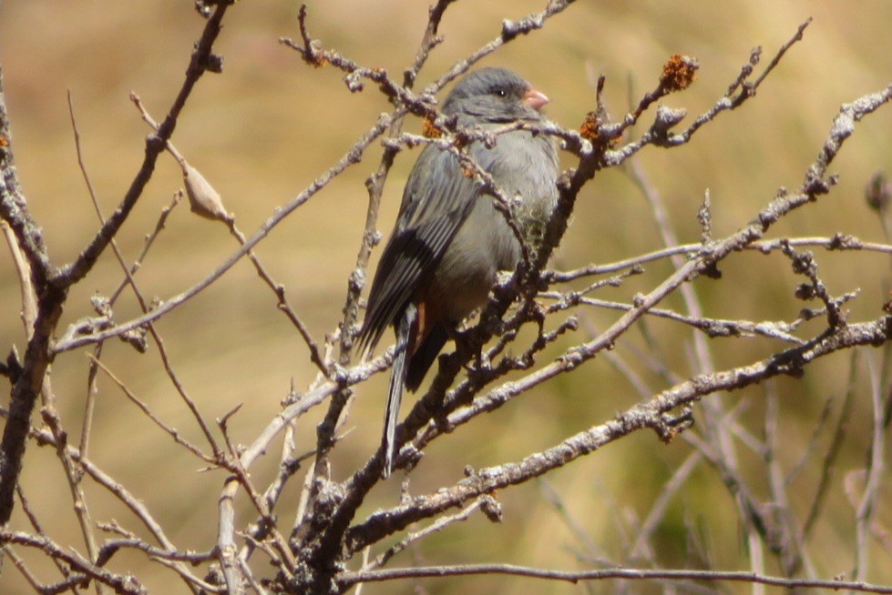 Plain-colored Seedeater - ML622447869