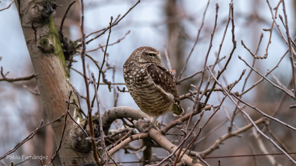 Burrowing Owl - ML622447934