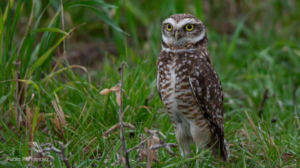 Burrowing Owl - ML622447937