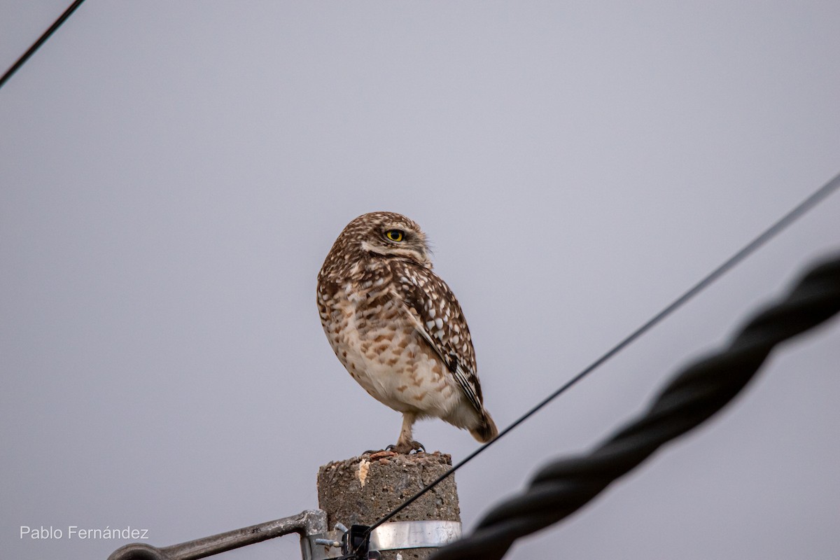 Burrowing Owl - ML622447938