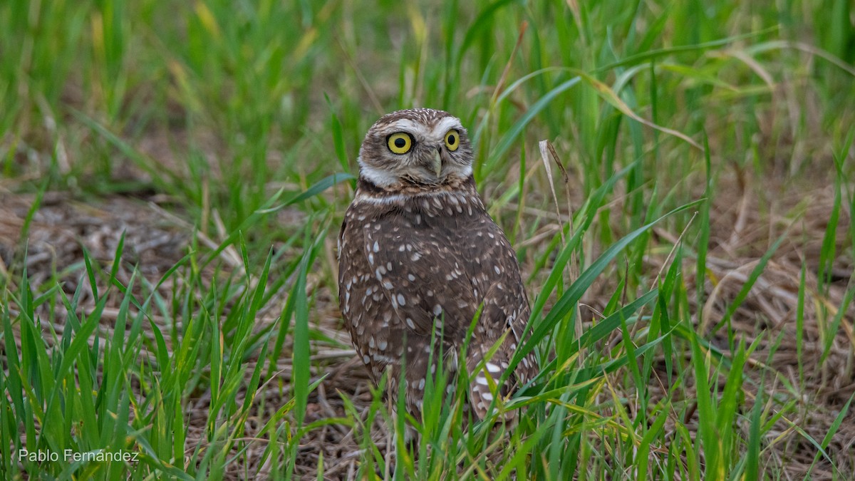 Burrowing Owl - ML622447940