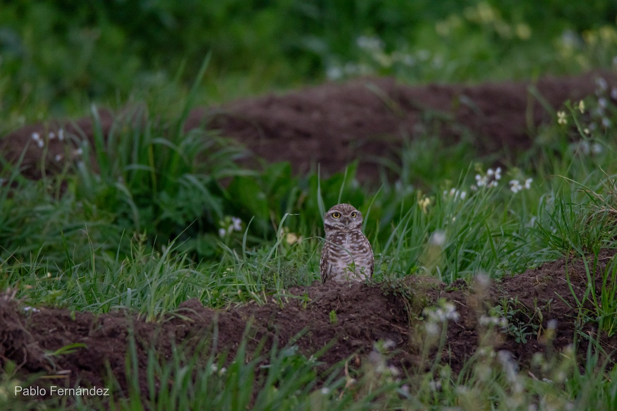 Burrowing Owl - ML622447941