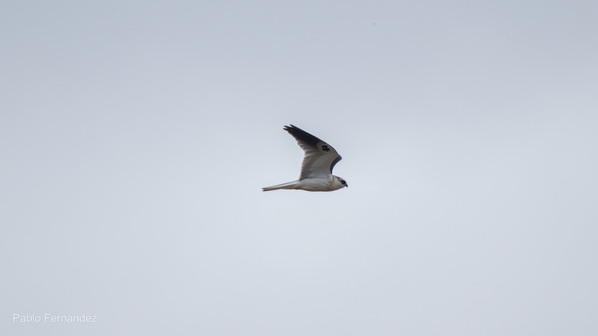 White-tailed Kite - ML622447942