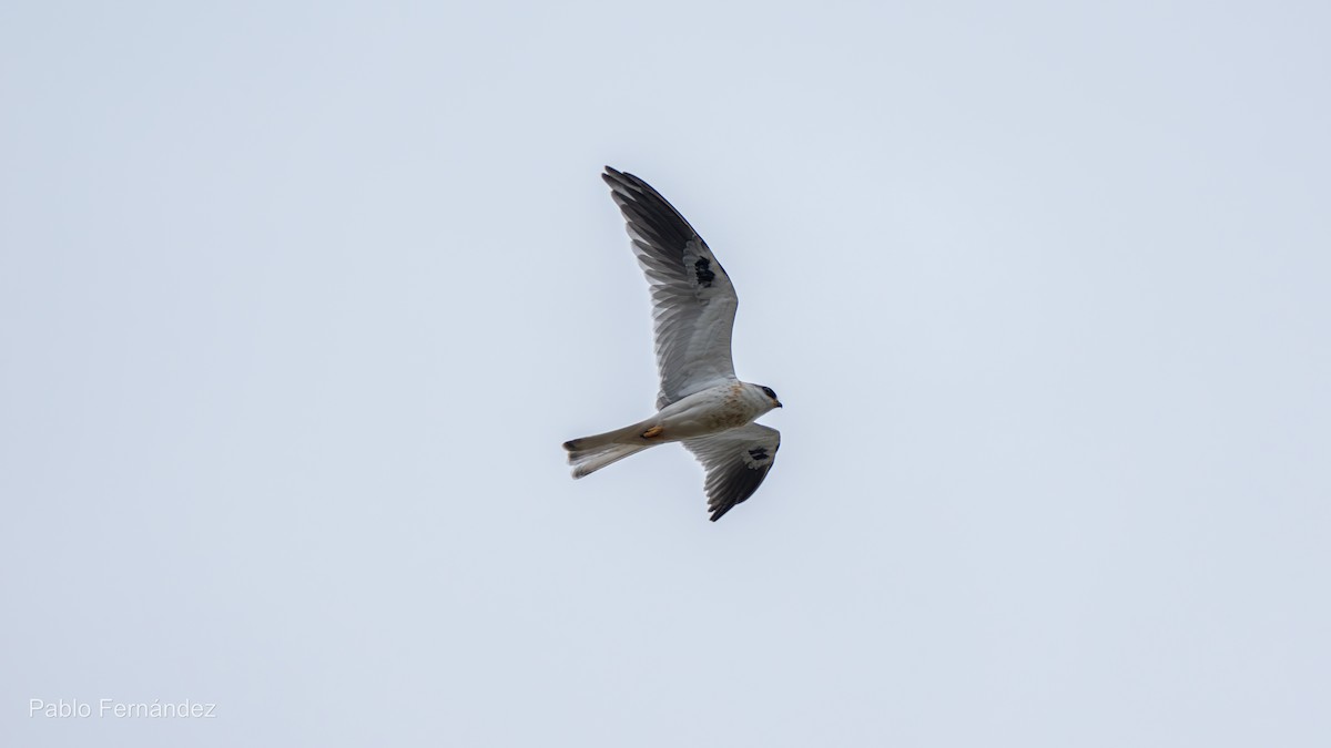 White-tailed Kite - ML622447943