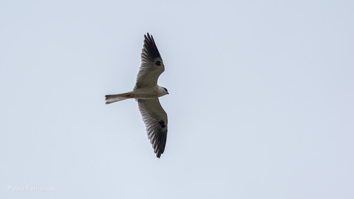 White-tailed Kite - Pablo Fernández