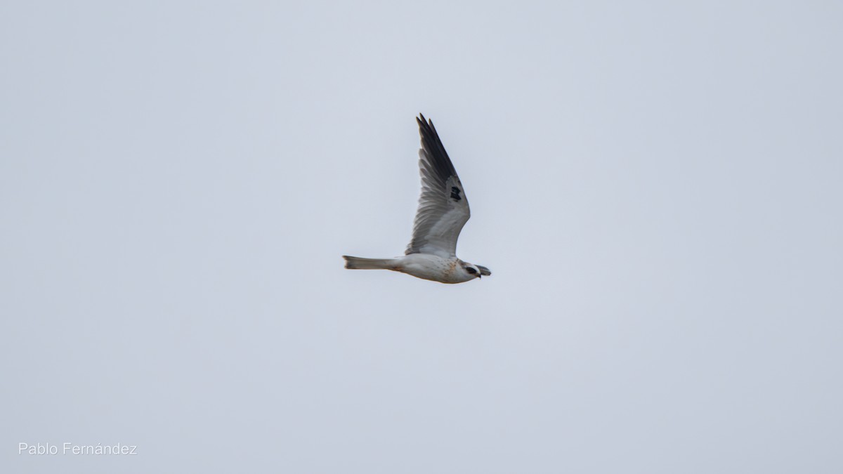 White-tailed Kite - ML622447946