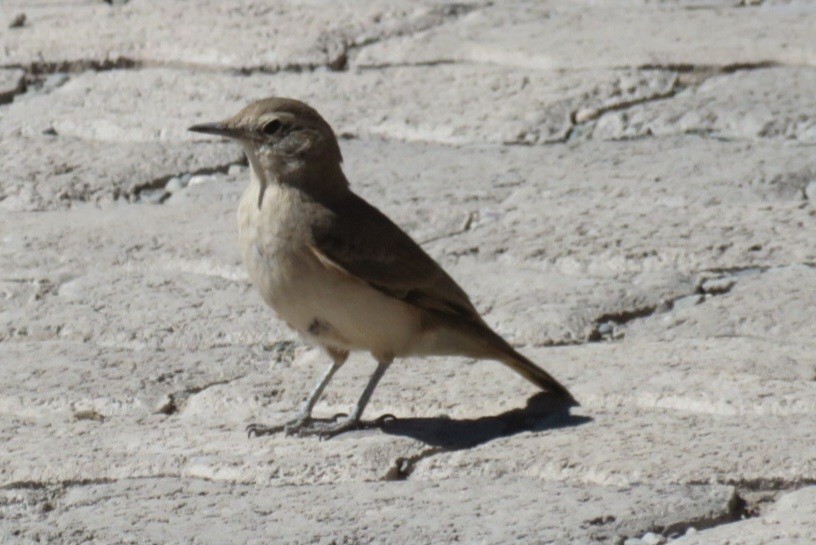 アカバネジカマドドリ - ML622447982