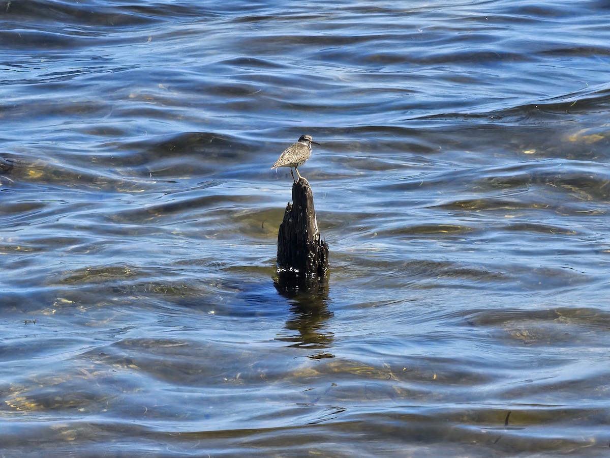 Spotted Sandpiper - ML622448057