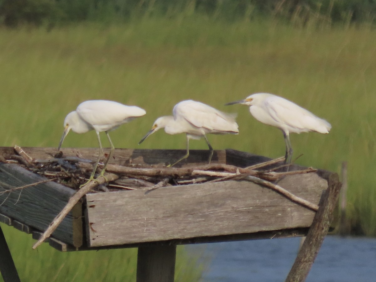 Snowy Egret - ML622448059