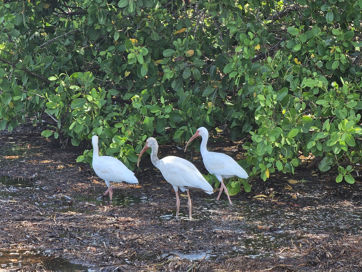 White Ibis - ML622448075