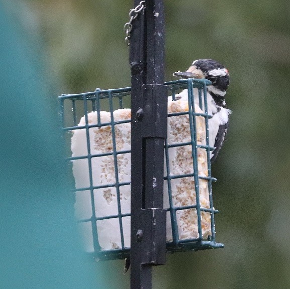 Hairy Woodpecker - ML622448092