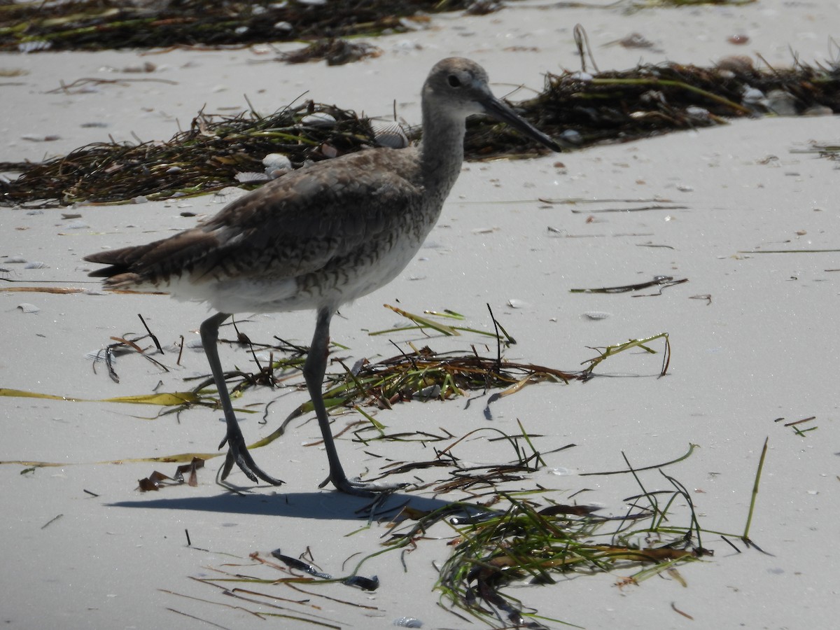 Willet - ML622448111