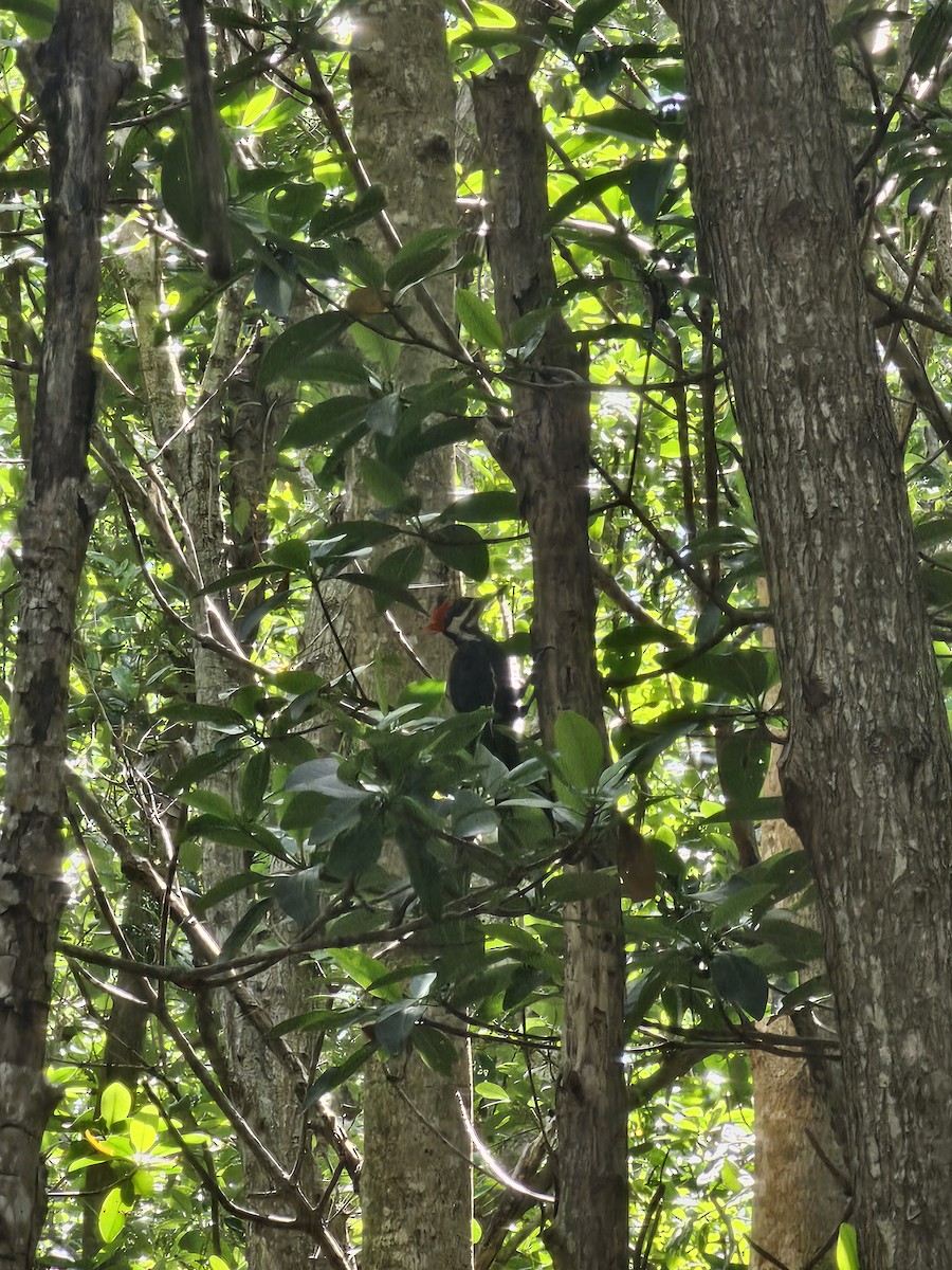 Pileated Woodpecker - ML622448207