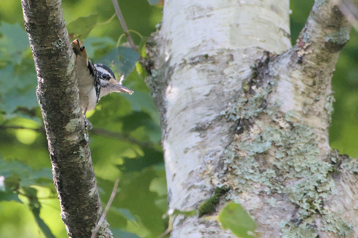 Hairy Woodpecker - ML622448243