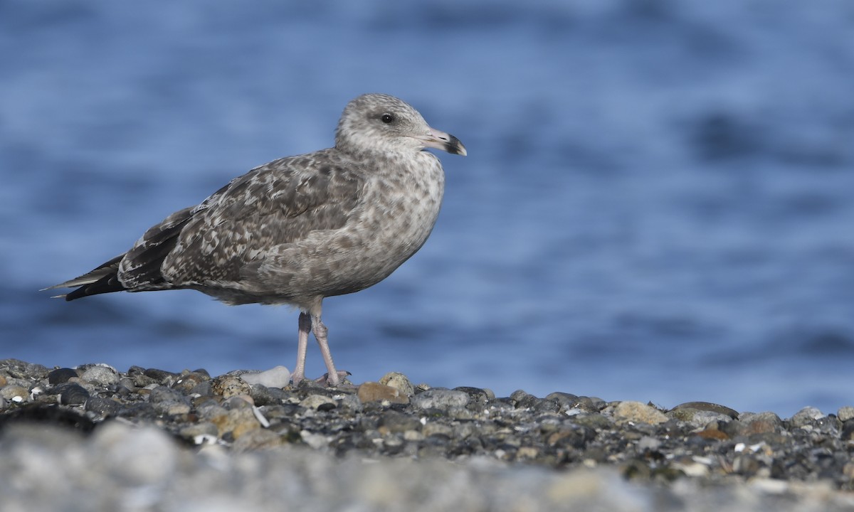 gråmåke (smithsonianus) (amerikagråmåke) - ML622448339