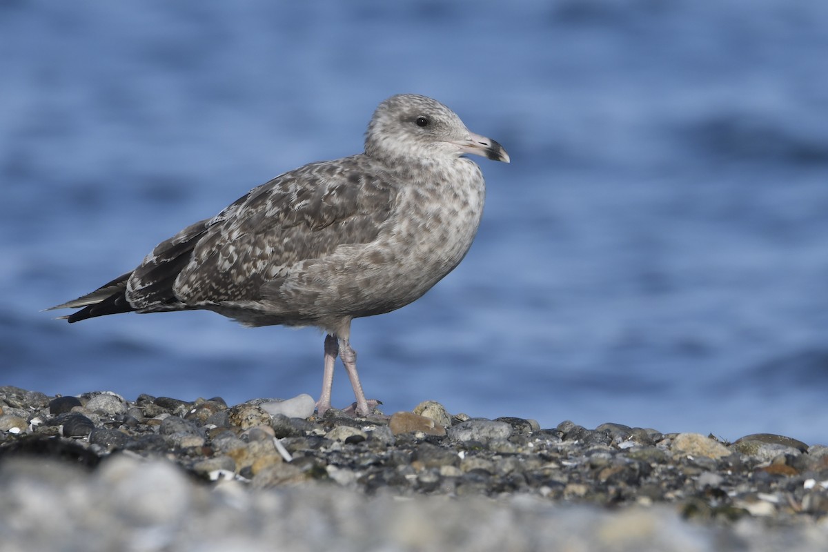 Herring Gull (American) - David Mathieu