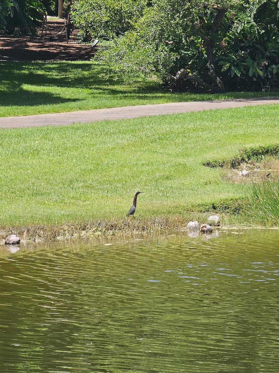 Green Heron - ML622448391