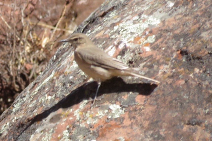 Black-billed Shrike-Tyrant - ML622448501