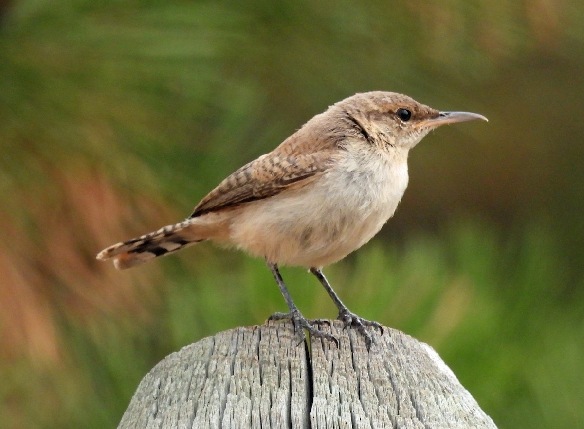 Rock Wren - ML622448552