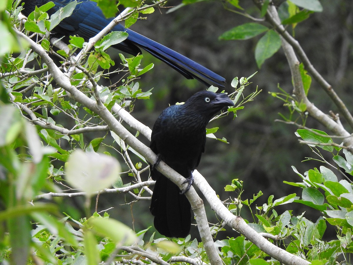 Greater Ani - ML622448573