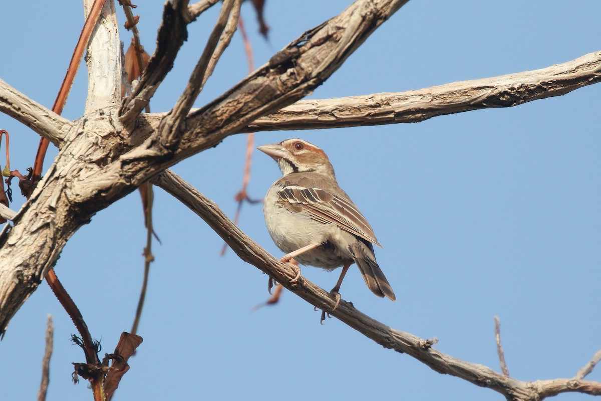 Chestnut-crowned Sparrow-Weaver - ML622448789