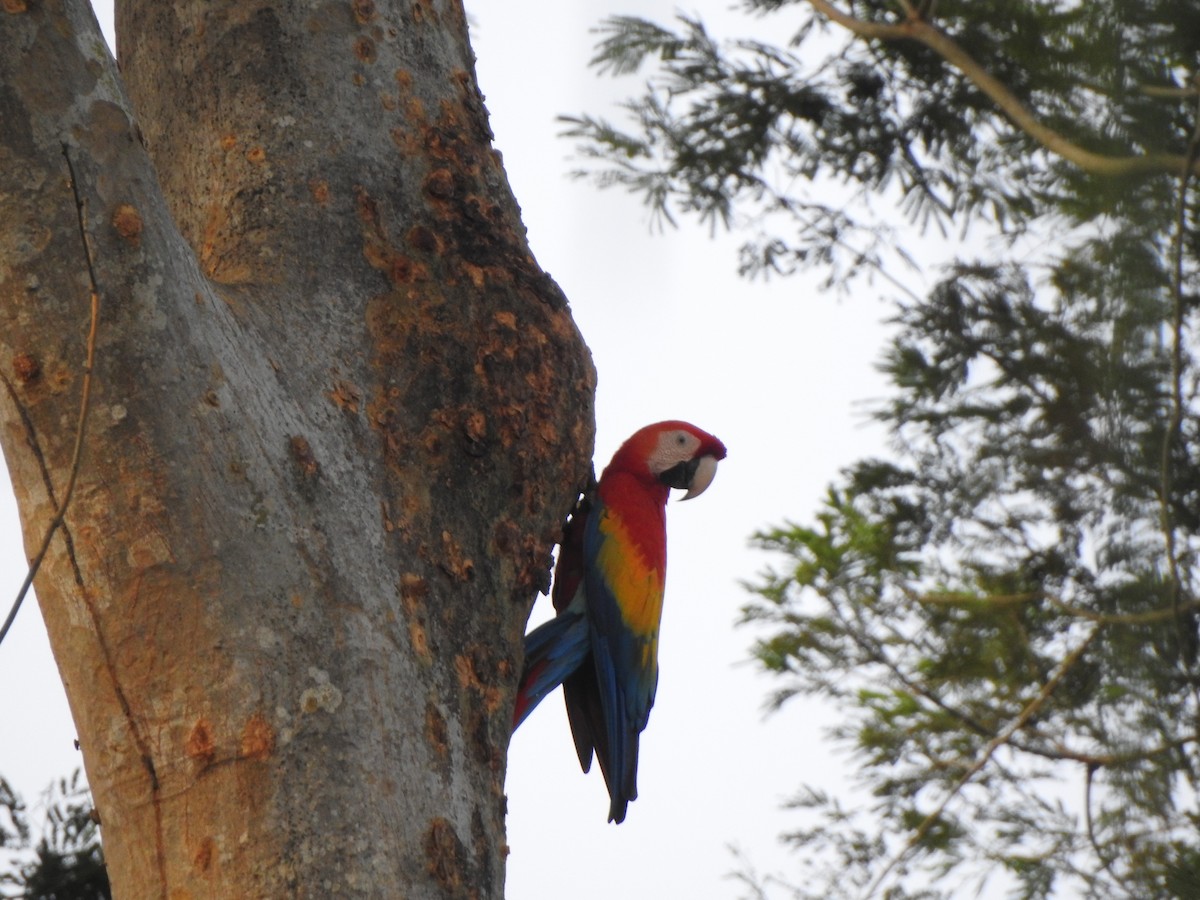 Scarlet Macaw - ML622448793