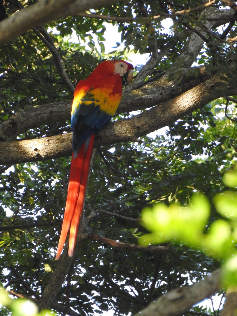 Scarlet Macaw - ML622448825