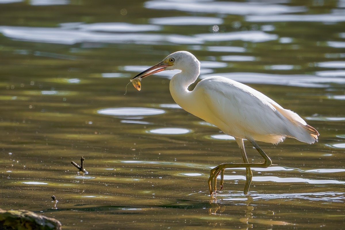 Little Blue Heron - ML622448878