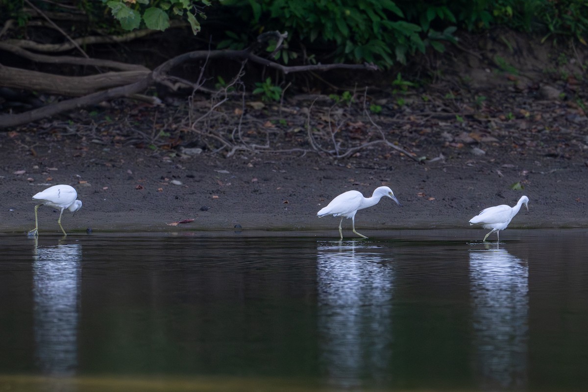 Little Blue Heron - ML622448879