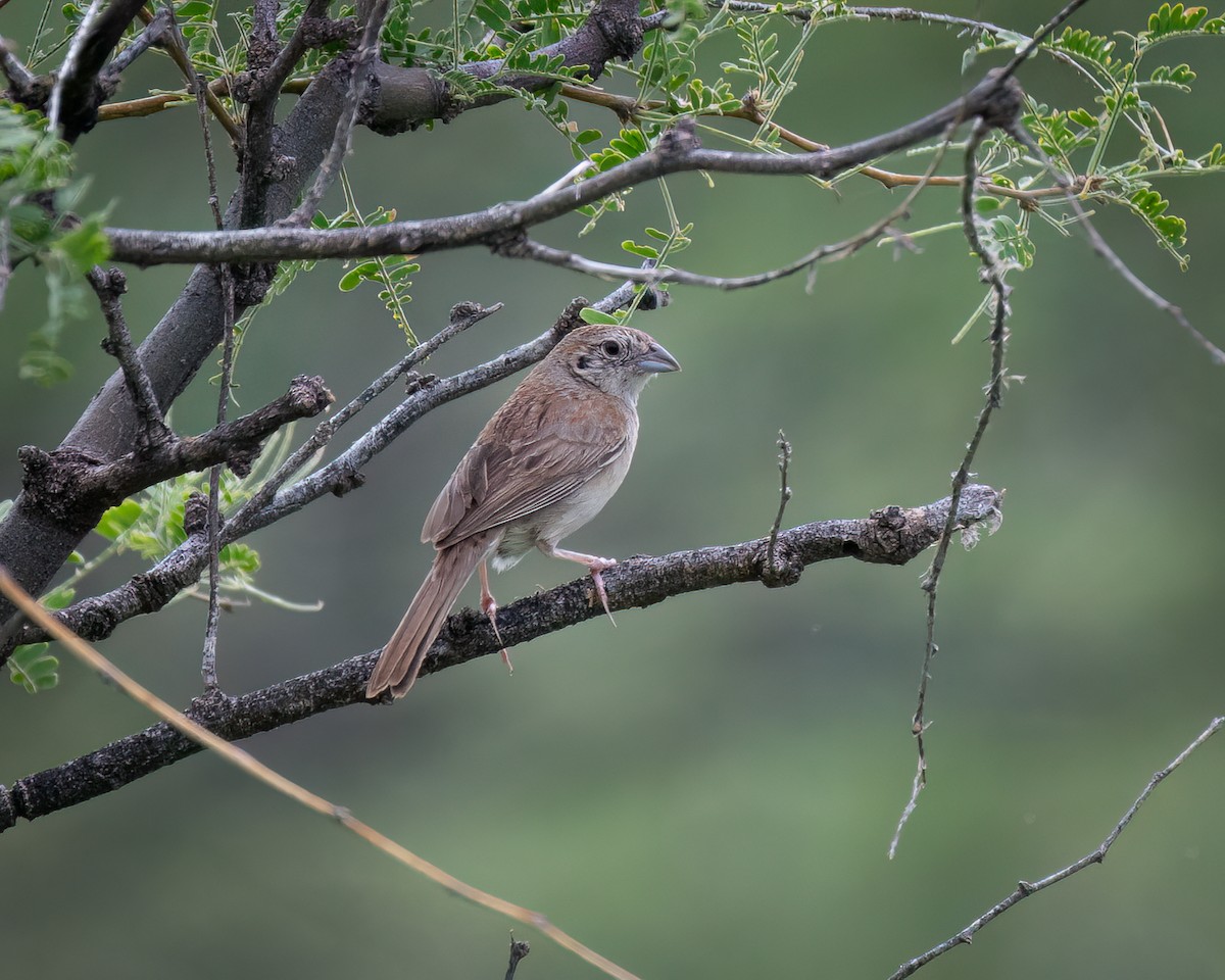 Botteri's Sparrow - Michael Roper