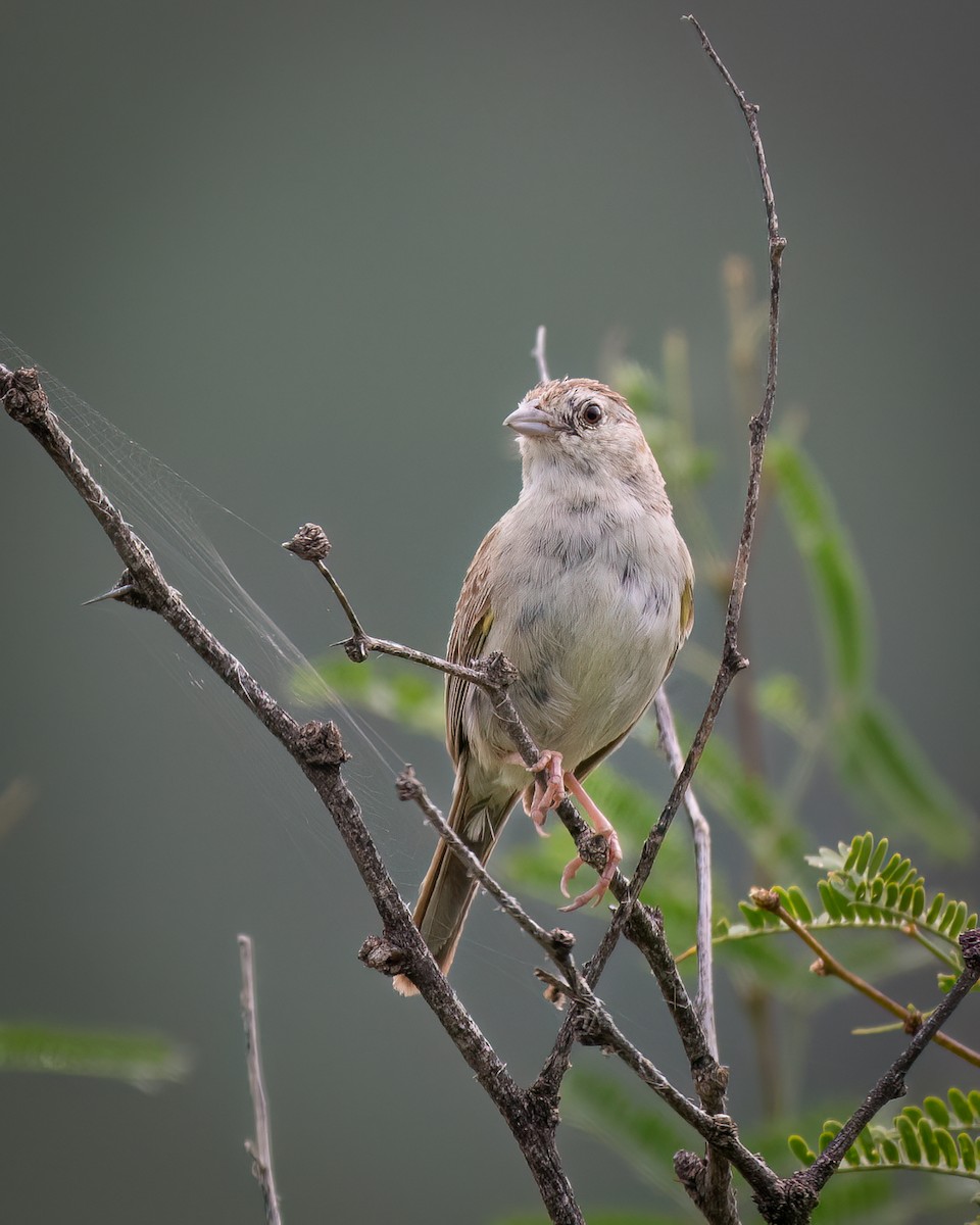 Botteri's Sparrow - Michael Roper