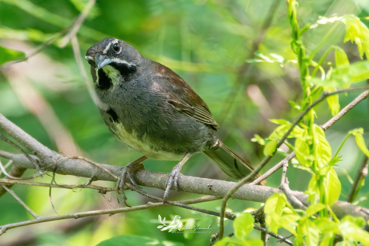 Five-striped Sparrow - ML622448888