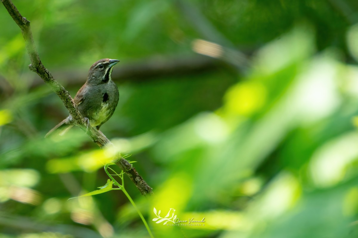 Five-striped Sparrow - ML622448897