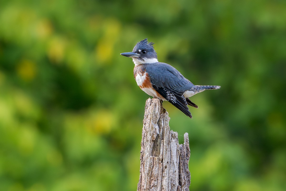 Belted Kingfisher - ML622448898