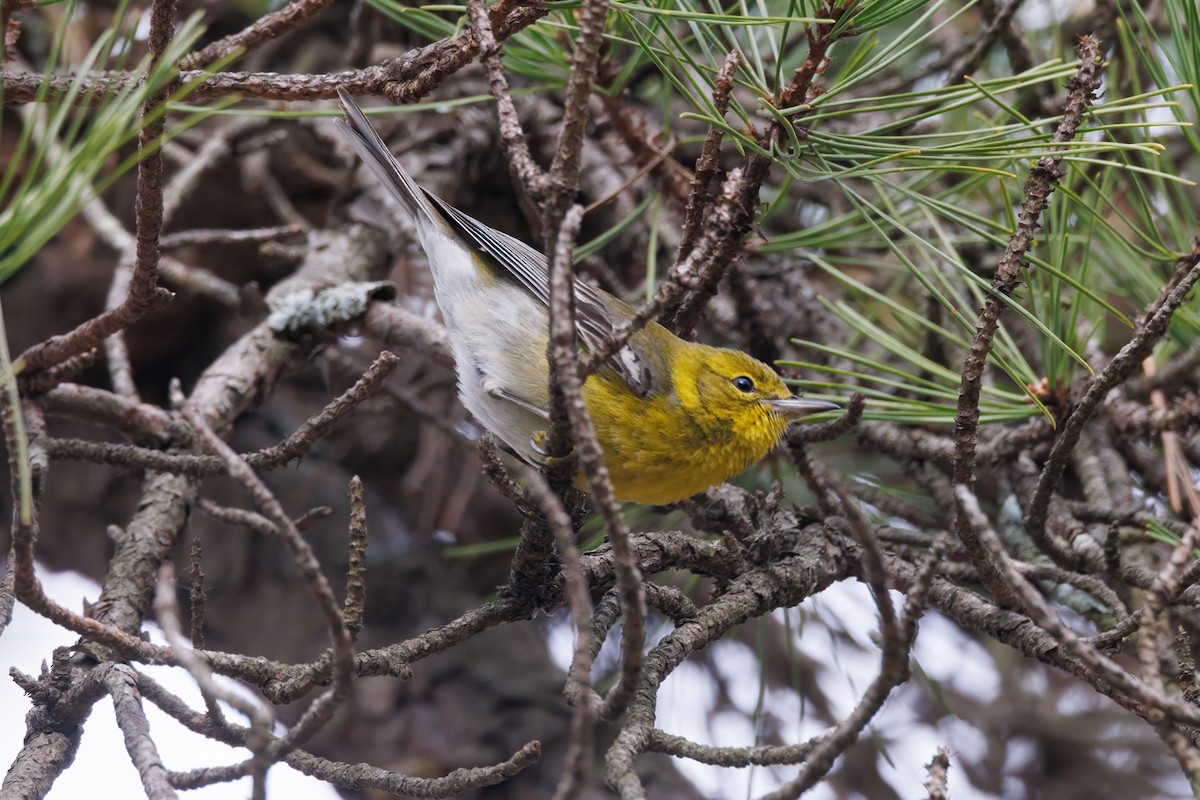 Pine Warbler - ML622448910